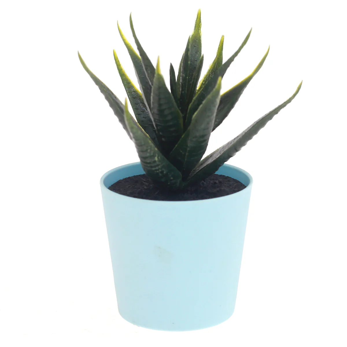 Buy 1 Get 1 Free POT SUCCULENTS ASSORTED(light blue)